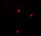 KEAP1 Antibody